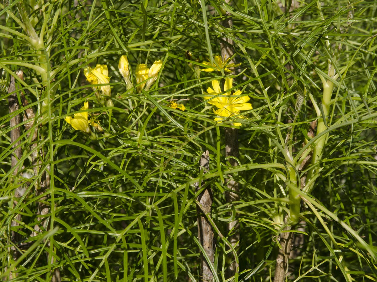 Blüten und Blätter